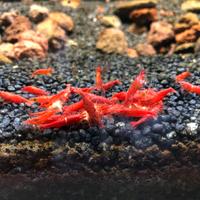 Lotto 10 caridine bloody mary