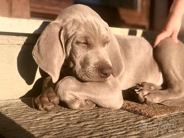 Ultima Cucciola weimaraner