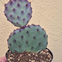 cactus Opuntia SANTA RITA 