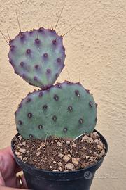 cactus Opuntia SANTA RITA 