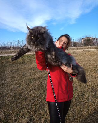 Maine Coon Maschio per Monta