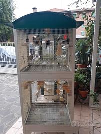 Canarini gloster femmina e canarini spagnoletti