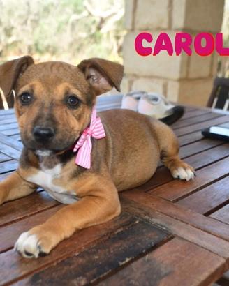 Carola Carlotta due mesi tg M