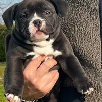 American Bully Pocket