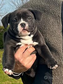 American Bully Pocket