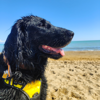 Femmina di flat coated retriever