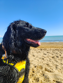 Femmina di flat coated retriever