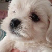 Maltese mini toy