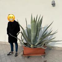 Aloe Vera ~ Agave Americana