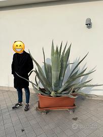 Aloe Vera ~ Agave Americana