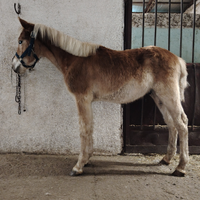 Haflinger maschio