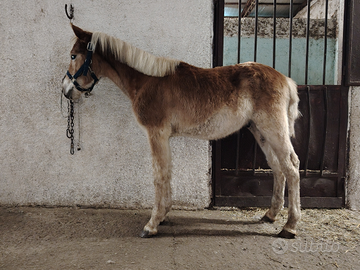 Haflinger maschio