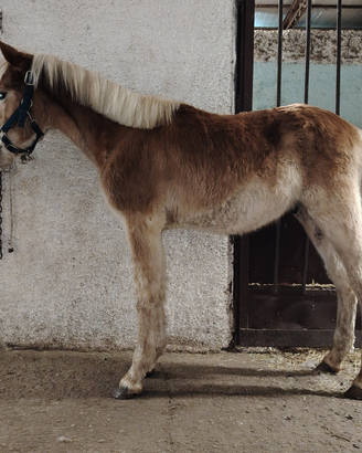 Haflinger maschio