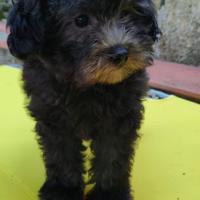 Barboncino Toy cuccioli