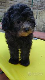 Barboncino Toy cuccioli