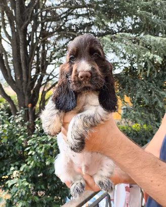 Cuccioli Cocker Spaniel Inglese