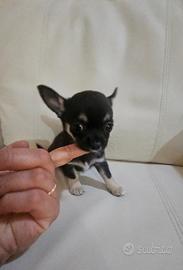 Chihuahua piccola con pedigree ENCI