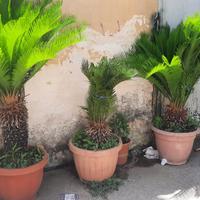 Piante cycas