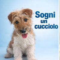 Jack Russel zampa corta disponibile subito