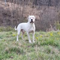 Dogo argentino per monta