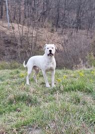 Dogo argentino per monta