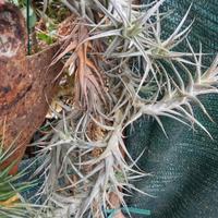 pianta di tillandsia