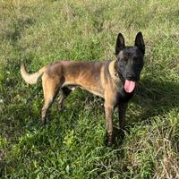Pastore belga Malinois
