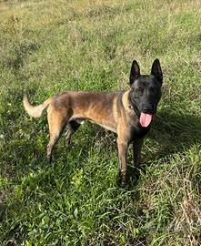Pastore belga Malinois