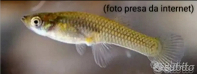 Gambusia Affinis