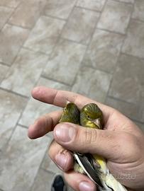 Spagnoletti originali