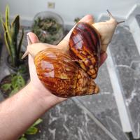 Chiocciole / lumache giganti africane