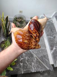 Chiocciole / lumache giganti africane