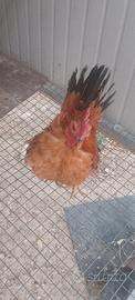 Galline pulcino ornamentali