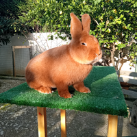 Coniglio Maschio ROSSI NUOVA ZELANDA