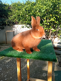 Conigli ROSSI NUOVA ZELANDA