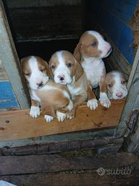 Cuccioli di Posavatz da caccia al cinghiale