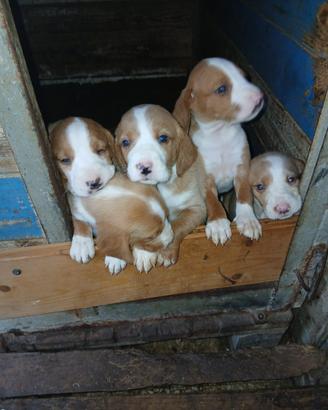 Cuccioli di Posavatz da caccia al cinghiale