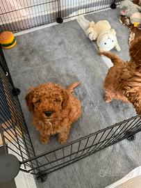 Cuccioli di barboncino