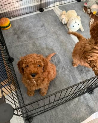 Cuccioli di barboncino