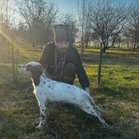 Cucciolo setter inglese