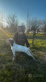 Cucciolo setter inglese