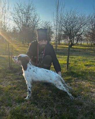 Cucciolo setter inglese