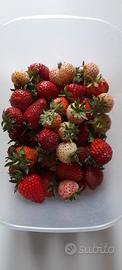Piante di Fragole biologiche di un anno