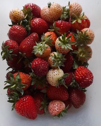 Piante di Fragole biologiche di un anno