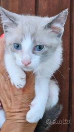 Gattino siamese maschio