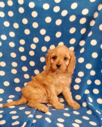 Cavapoo cucciolo