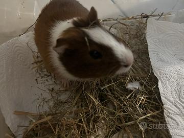 Cavia maschio