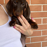 Cucciolo di bassotto tedesco nano