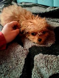 Cuccioli di Shitzu/chihuahua