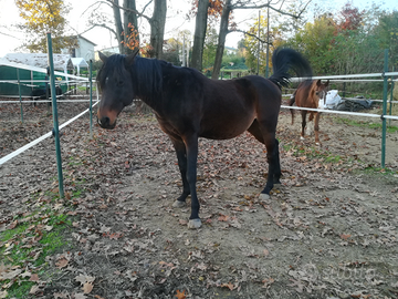 Cavallo angloarabo